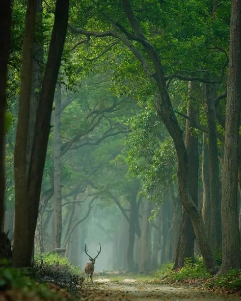 40 Incredible Photos Capturing The Beauty Of Indian Wildlife Wildlife Photography Aesthetic, North American Wildlife Photography, India Wildlife, Uk Wildlife Photography, Beautiful Dogs Photos, Animal Photography Wildlife, Forest Ecosystem, Photography Inspiration Nature, Wildlife Sanctuary India