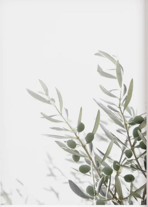 Olive Tree Aesthetic Wallpaper, Olive Background Aesthetic, Olive Leaves, Olive Branch Reference, Olive Tree Photo, Picture Of An Olive Tree, Greek Olives, Summer Storm, Olive Leaf