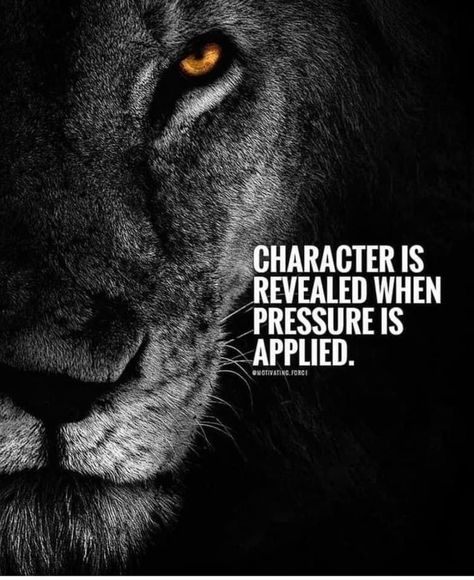 Pressure Quotes, Lion Quotes, Gary Vaynerchuk, Work Motivational Quotes, Warrior Quotes, Motivation Success, Strong Quotes, Badass Quotes, A Lion