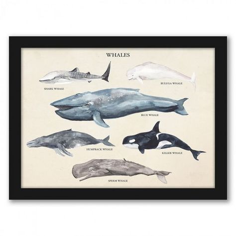 Americanflat Whale Species Ii By Samantha Ranlet Black Frame Wall Art : Target Picture For Bathroom, Whale Chart, Boy Room Ideas, Specimen Poster, Scientific Art, Marine Life Art, Whale Species, Whale Wall Art, Themed Rooms