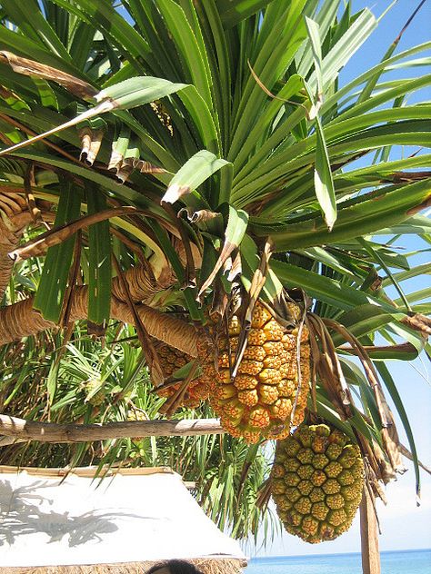 Pineapple Tree | pineapple tree? | Flickr - Photo Sharing! Pineapple Hairstyle Natural Hair, Grow Pineapple Plant, Grow Pineapple, Pineapple Tree, Pineapple Hairstyle, Recipes Pineapple, Hairstyle Natural Hair, Cake Pineapple, Florida Trees