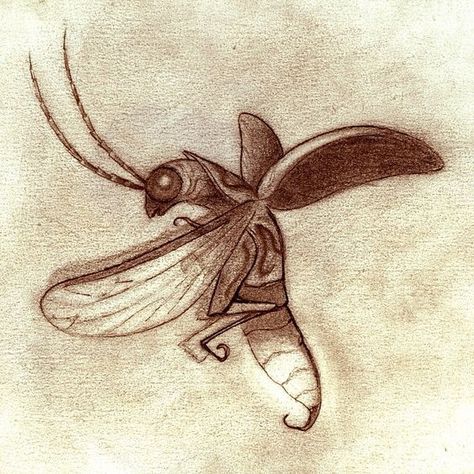 Firefly tattoo idea                                                       … Firefly Wings Drawing, Firefly Drawing Illustration, Lightning Bug Drawing, Fireflies Drawing, Firefly Sketch, Firefly Insect, Firefly Drawing, Draw Insects, Flying Drawing