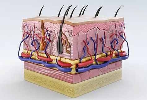 Langerhans Cell, Blood Glucose Meter, Basal Cell, Layers Of The Epidermis, Basic Anatomy And Physiology, Human Organ, Blood Donor, Human Body Systems, Skin Structure