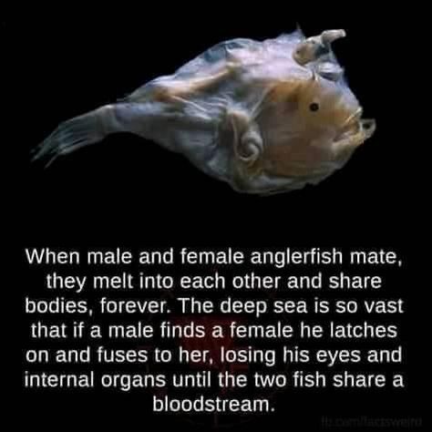 Fun Facts About Animals, Creepy Pictures, Did You Know Facts, Two Fish, Interesting Animals, Angler Fish, Unbelievable Facts, Science Facts, Animal Facts