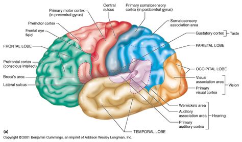 Functional areas of the brain Wernicke's Area, Nervous System Anatomy, Occipital Lobe, Cerebral Cortex, Frontal Lobe, Brain Anatomy, The Human Brain, Human Body Systems, Human Anatomy And Physiology