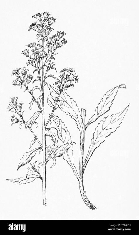 Download this stock image: Old botanical illustration engraving of Goldenrod / Solidago virgaurea. Traditional medicinal herbal plant. See Notes - 2E08JEH from Alamy's library of millions of high resolution stock photos, illustrations and vectors. Old Botanical Illustration, Botanical Drawing, Herbal Plants, Plant Drawing, Botanical Drawings, Body Modifications, All About Plants, Botanical Illustration, Line Drawing