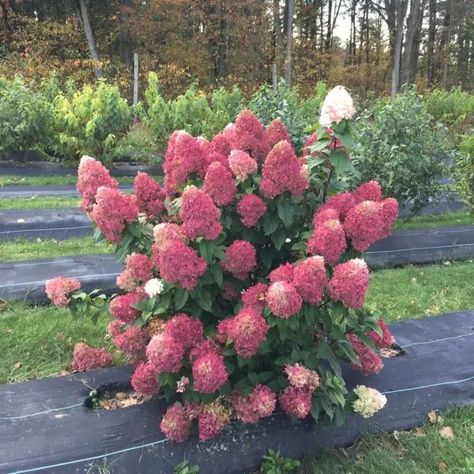 Quick Fire Fab Hydrangea, Paniculata Hydrangea, Strawberry Hydrangea, Hydrangea Season, Rose Fertilizer, Hydrangea Landscaping, Panicle Hydrangea, Hydrangea Bloom, Hydrangea Paniculata