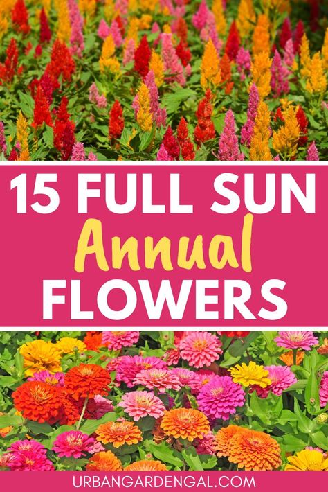 Embrace the sunshine with these vibrant full sun annual flowers. Explore a dazzling array of blooms that thrive in bright, sunny conditions, adding a burst of color and cheer to your garden. From cheerful marigolds to bold zinnias and delicate petunias, discover the perfect annual flowers to brighten up your outdoor space and create a stunning floral display. Canna Flower Bed, Marigolds And Petunias, Full Sun Annuals Flower Bed, Flower Bed Ideas Full Sun, Zinnia Flower Bed, Sun Loving Annuals, Annual Flowers For Full Sun, Flowers Full Sun, Annual Flowers For Shade