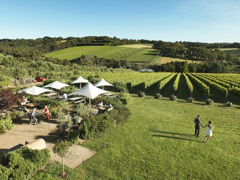 Australia's best wine regions Olive Grove, Travel Tops, Red Hill, Weekend Escape, Yarra Valley, Mornington Peninsula, Victoria Park, In Season Produce, Seaside Towns