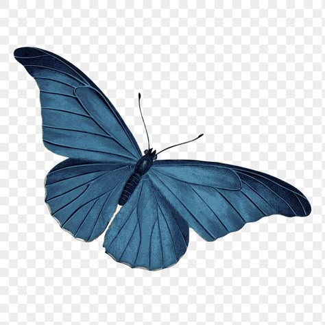 Blue Designer Aesthetic, Blue Things Aesthetic, Collage Ideas Aesthetic, Cute Png Aesthetic, Blue Butterfly Png, Butterflies Scrapbook, Butterflies Aesthetic, Drawing Transparent, Butterfly Collage