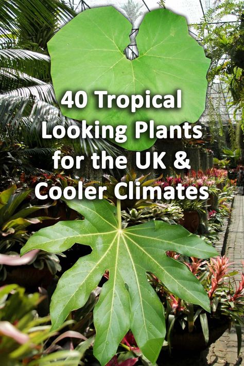 40 Tropical Garden Plants for the UK & Cold Climate Jungle Garden Ideas Uk, Tropical Planting Uk, Uk Tropical Garden Plants, Hardy Tropical Plants Uk, Small Tropical Garden Uk, Tropical Gardens Ideas, Jungle Garden Uk, Cold Hardy Tropical Plants, Small Tropical Garden Ideas Uk