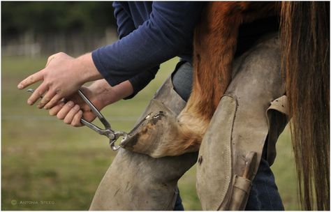 A great write up from an experienced farrier regarding pricing. Horse Shoeing, Equine Quotes, Funny Horse Memes, Horse Jokes, Inspirational Horse Quotes, Equine Care, Horse Riding Quotes, Riding Quotes, Cowgirl Quotes