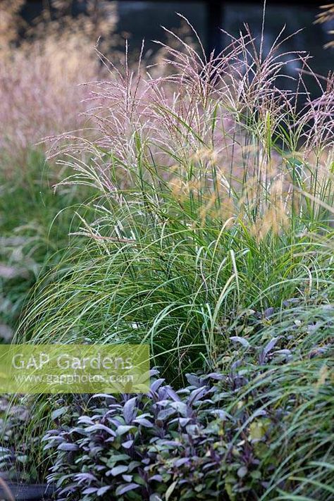 Miscanthus Sinensis, Salvia Officinalis, Purple Sage, Plant Ideas, Plant Photography, Garden Plants, Gap, Yard, Stock Photos