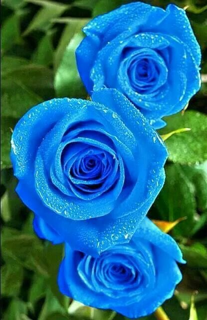 Gorgeous Blue Roses Wallpaper, Rose Seeds, Rare Flowers, Beautiful Flowers Wallpapers, Beautiful Rose Flowers, Rose Wallpaper, Beautiful Flowers Pictures, Blue Roses, Rose Flowers