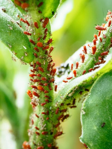 Get Rid of Aphids Naturally With These 9 Easy Solutions Garden Betty, Plant Lice, Aphid Control, How To Propagate Lavender, Get Rid Of Aphids, Ant Infestation, Organic Pest Control, Plant Pests, Insecticidal Soap