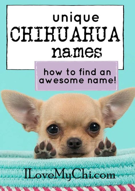 Miscellaneous Chihuahua Archives | I Love My Chi Best Girl Dog Names, Rare Dog Names, Deer Chihuahua, Chihuahua Bed, Long Haired Chihuahua Puppies, Dog Sleeping In Bed, Chihuahua Quotes, Privacy Gate, Black Chihuahua