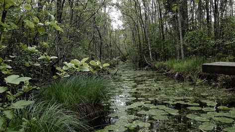 Swamp Bender, Swamp Photography, Swamp Core, Bender Oc, Swamp Plants, Swamp Aesthetic, Swamp Landscape, Swamp Witch, Swamp Water