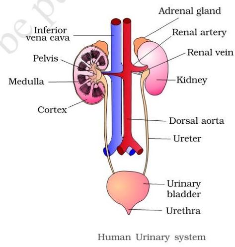 Excretory System | Kidney | Urine Formation Human Excretory System, Urine Formation, Biology Diagrams, Science Diagrams, Excretory System, Urinary System, Study Biology, Basic Anatomy And Physiology, Biology Facts