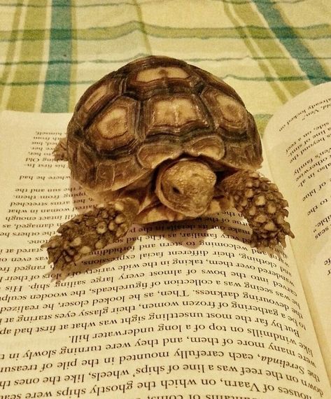 Tortuga Aesthetic, Turtle Pet, Turtle Pets, Tortoise Drawing, Funny Animal Pics, Bearded Dragon Funny, Turtle Wallpaper, Russian Tortoise, Cute Tortoise