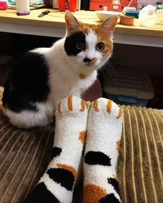 Cat Paw Socks, Paw Socks, Paws Socks, Silly Socks, Gatto Carino, Printed Socks, Cozy Cat, Winter Cat, Paw Pattern