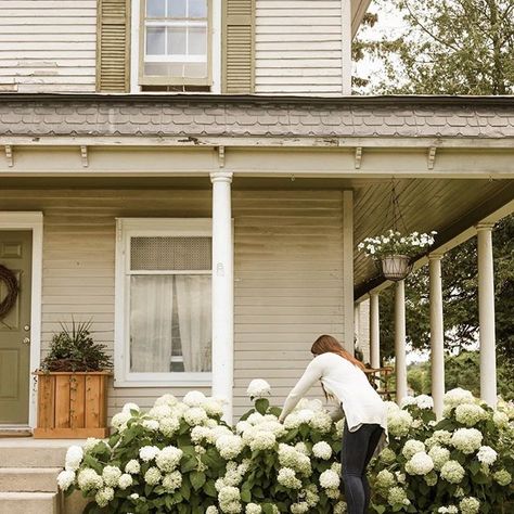 Farmhouse Touches on Instagram: “Look at those gorgeous hydrangeas!! Swooning here. Your place is so beautiful, @samanthabelsey !!! 📷: @s.connorphotography — — — Use…” Front Porch Landscape, Gorgeous Plants, Annabelle Hydrangea, Hydrangea Landscaping, Porch Landscaping, Farmhouse Landscaping, Front Landscaping, Front Steps, Farmhouse Garden