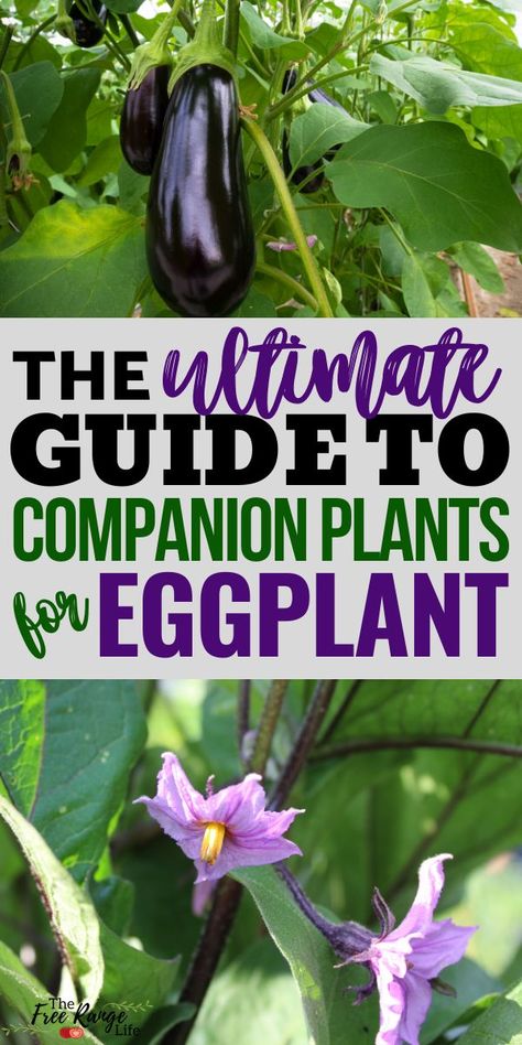 Companion planting is a great way to keep your organic garden pest free and growing its very best. Learn the best eggplant companion plants to grow in your vegetable garden this year. Including what to plant near your eggplants and which plants should be kept away. Eggplant Companion Plants, Blueberry Companion Plants, Onion Companion Planting, Herb Companion Planting, Potato Companion Plants, Growing Eggplant, Nightshade Plant, Best Companion Plants, Companion Planting Chart