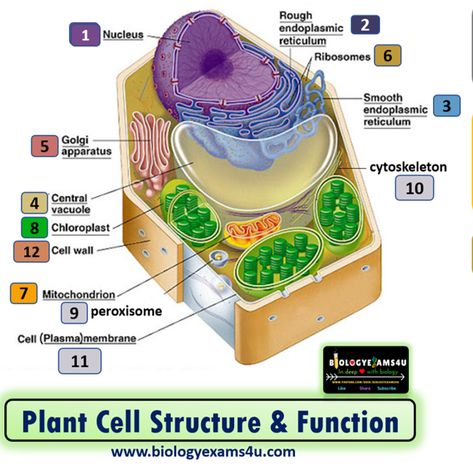 Plant Cell Structure and Function of Organelles Plant Cell Picture, Human Cell Diagram, Plant Cell Cake, Plant Cell Drawing, Plant Cell Labeled, 3d Plant Cell, Animal Cell Drawing, Cell Cake, Plant Cell Project