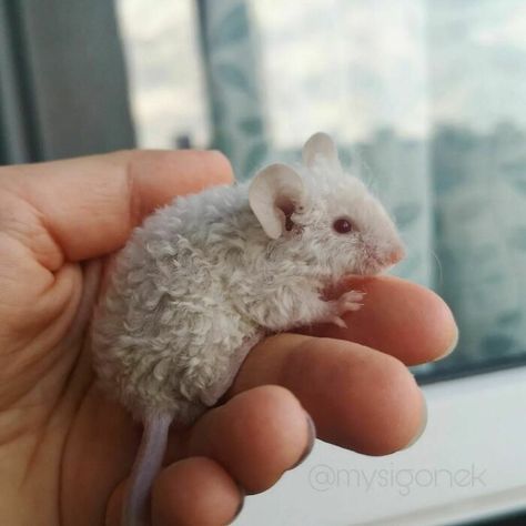 Curly Hair Mouse Mice, Fancy Mice, Fancy Mouse, Mice Mouse, Glue Traps, Fancy Rat, Funny Mouse, Cute Small Animals, Pet Ideas