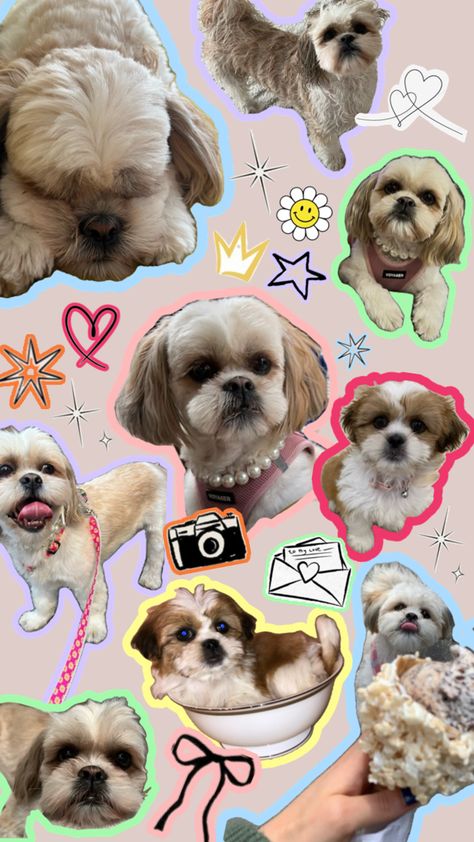 Shih Tzu Wallpaper, Shih Tzu Dog Wallpaper, Dog Wallpaper Shih Tzu, Shih Tzu Wallpaper Iphone, Shitzu Aesthetic Wallpaper, Shihtzu Aesthetic, Dog Aesthetic Shih Tzu, Shih Tzu Puppy, Dog Wallpaper