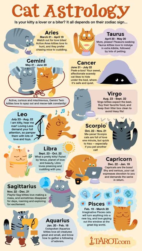 Cat Astrology, Katt Grejer, Kat Diy, Regnul Animal, Cat Language, Akita Dog, Cat Info, Types Of Cats, Cat Signs