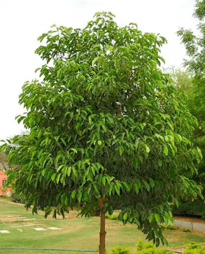 Molshree | Greenverz Spanish Cherry, Flowering Tree, Scientific Name, Garden Landscape, Landscape Trees, Flowering Trees, Perennial Plants, The Philippines, The Tree