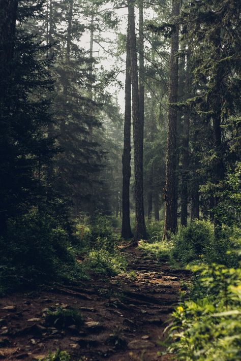 숲 사진, Dark Naturalism, Japanese Forest, Forest Background, Forest Bathing, Forest Pictures, Conceptual Photography, Forest Wallpaper, Beautiful Forest