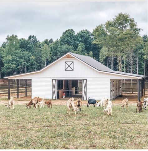 Family Compound Homestead, Farm Backyard, Farm Goals, Dream Barn Stables, Livestock Barn, American Cowgirl, Backyard Barn, Horse Barn Ideas Stables, Goat House