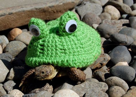 Dinofrog Wanderer | 18 Cute Cozies Your Tortoise Can Rock This Winter Tortoise Sweater, Bull Frog, Russian Tortoise Diet, Frog Activities, Turtle Sweaters, Russian Tortoise, Baby Tortoise, Sulcata Tortoise, Pet Turtle