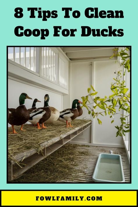 Clean Coop For Ducks Duck Coop, Cleaning Tips And Tricks, Cleaning Tips, Coop, Ducks, Tips And Tricks