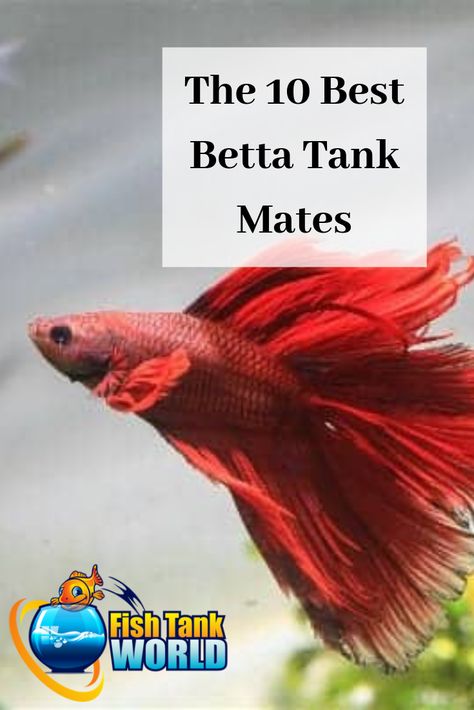 Betta Tank Mates: The 10 Best Companions for Your Betta Fish Fish Compatible With Betta, What Can Live With Beta Fish, Beta Tank Mates, Betta Fish Tank Decorations, Fish That Can Live Together In A Tank, Live Plant Betta Tank, Betta Tanks Ideas, Plants For Beta Fish Bowl, 10 Gallon Betta Tank Ideas