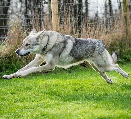 Dynamic Wolf Poses, Animal Poses Reference, Dogs Reference, Saarloos Wolfdog, Dog Reference, Animal Poses, Wolf Poses, Aesthetic Animals, Animal Anime