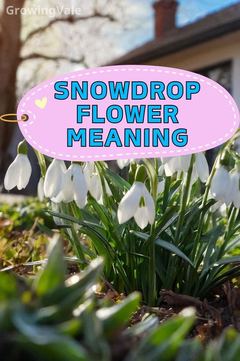 Snowdrop Flower Meaning Snowdrop Flowers, Snowdrop Flower, Snow Drops, Flower Meanings, Religious Ceremony, A Sign, Cut Flowers, Planting, Meant To Be