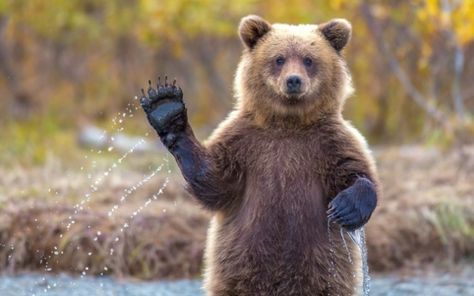 Animals Waving Goodbye 5 Bear Beruang Grizzly, Waving Bear, Spirit Animal Quiz, Animal Quiz, Funny Bears, Cub Scouts, Bear Cubs, Boston Bruins, Grizzly Bear