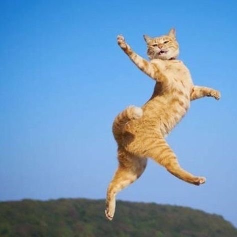 Dancing Cat, Cat Pose, Happy Cat, Strike A Pose, Cat Life, Cat Photo, Funny Cute, Cat Memes, Cat Art