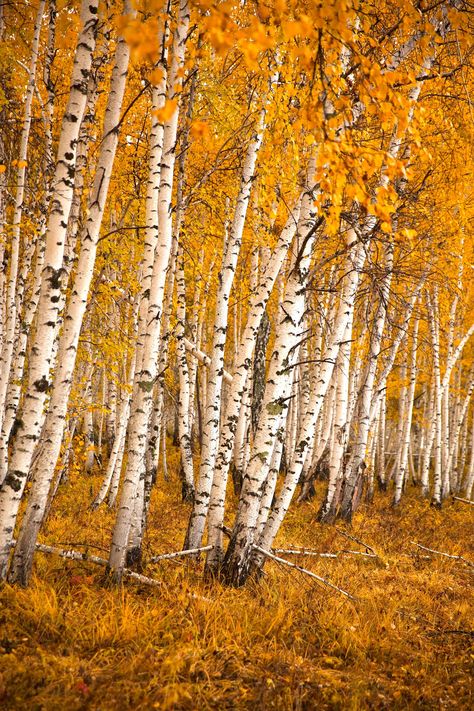 Birch Forest Photography, Fall In The Forest, Autumn Birch Trees, Birch Trees In Fall, Birch Forest Aesthetic, Birch Tree Drawing, Birch Tree Photography, Fall Birch Trees, Birch Tree Leaves