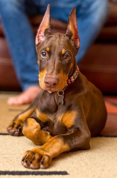 Doberman Ear Cropping, Chocolate Doberman, Red Doberman Pinscher, Doberman Pinscher Natural Ears, Doberman Funny, European Doberman, Doberman Pinscher Puppy, Doberman Love, Doberman Pinscher Dog