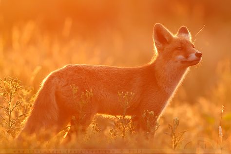 Fire Fox by *thrumyeye on deviantART Orange Fox Aesthetic, Orange Book, Fox Spirit, Color Personality, Orange Fox, Orange Aesthetic, Cat Noir, Baby Fox, Norse Mythology