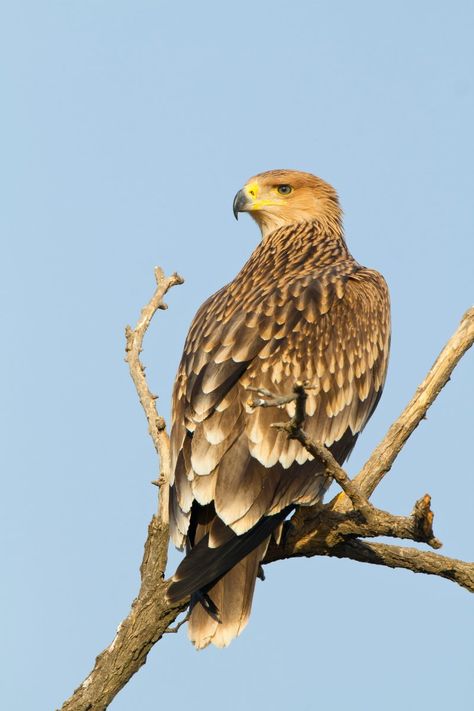 Eastern Imperial Eagle Eastern Imperial Eagle, Eagle Soaring, Raptors Bird, Imperial Eagle, Bird Of Prey, Need A Vacation, Arabian Nights, Mineral Stone, Libya