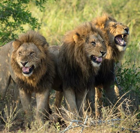 Lion Sketch, Three Lions, Lion Photography, Wild Lion, Lion And Lioness, African Lion, Wild Creatures, Kruger National Park, Wildlife Animals