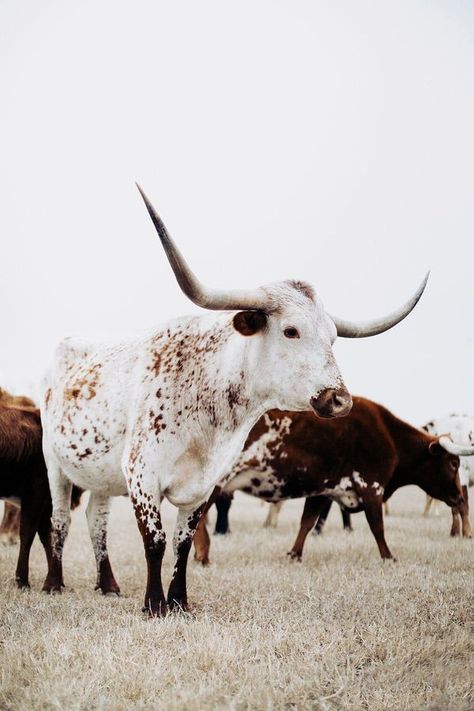 Longhorn Art, Cow Wallpaper, Longhorn Cattle, Longhorn Cow, Western Photography, Western Wallpaper Iphone, Fluffy Cows, Farm Lifestyle