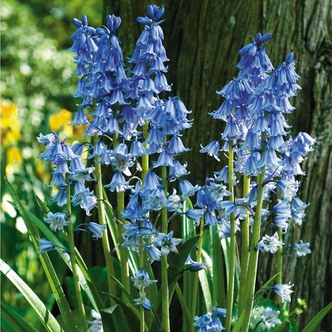 English Bluebells, Spanish Bluebells, Flower Garden Plans, Blue Bell Flowers, White Flower Farm, Flowers Growing, Woodland Flowers, Garden Shrubs, Blue Garden