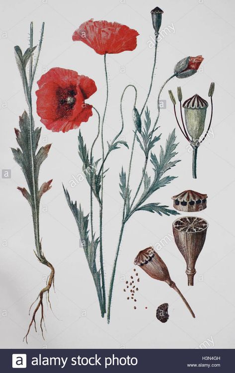 Download this stock image: Poppy, papaver rhoeas, historical illustration, 1880 - H3N4GH from Alamy's library of millions of high resolution stock photos, illustrations and vectors. Vintage Poppy Illustration, Poppy Botanical Illustration, Poppy Flower Illustration, Poppies Illustration, Poppy Leaves, Historic Illustration, Yard Garden Ideas, Poppy Illustration, Poppy Flower Drawing