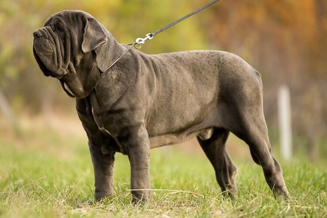 Meet the Massive Neapolitan Mastiff — The Spruce British Mastiff, Neapolitan Mastiff, Mastiff Breeds, Neapolitan Mastiffs, Tallest Dog, Mastiff Puppies, Big Dog Breeds, Group Of Dogs, English Mastiff