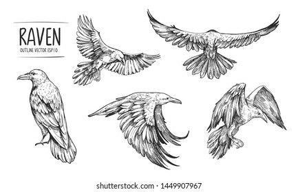 Raven Flying Drawing, Flying Drawing, Raven Illustration, Drawing Tattoo Ideas, Raven Flying, Flying Raven, Crow Flying, Crows Drawing, Raven And Wolf